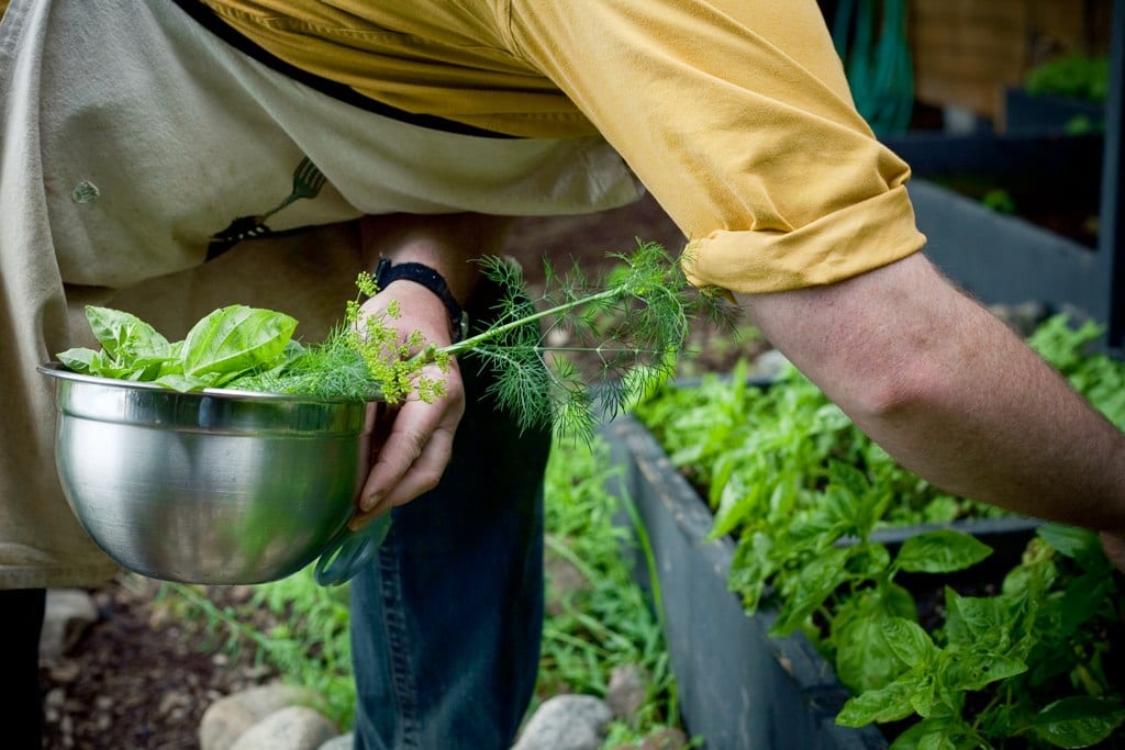 Harvesting fresh herbs for use in a meal later 