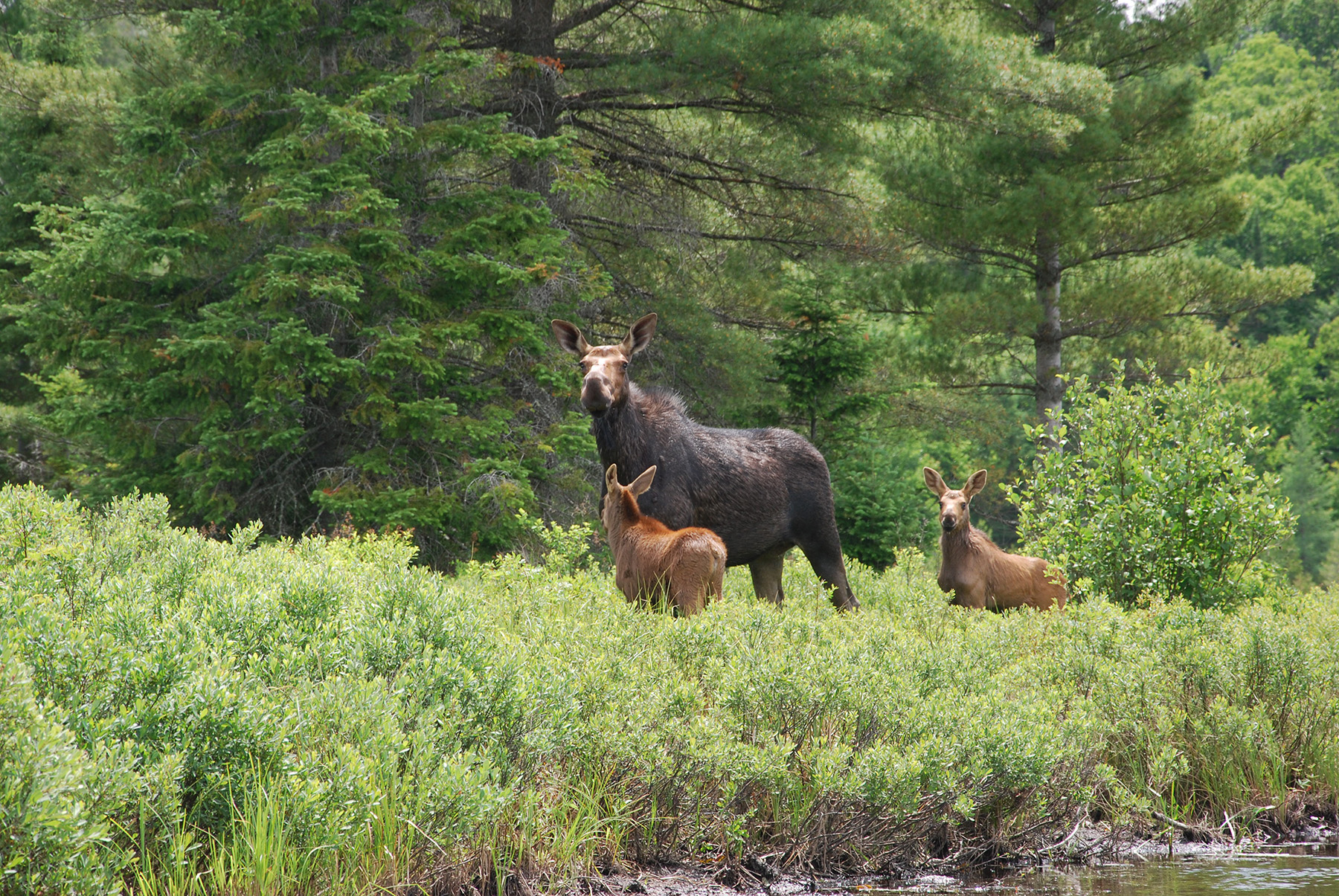 Moose sighting near Algonquin Park Ontario